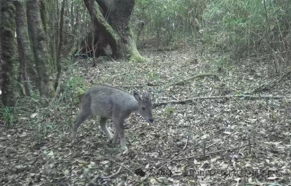 关于股票配资最新情况 时隔5年缅甸斑羚再现哀牢山 隐秘生灵重现踪迹